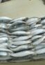 frozen-sardine-fish-1913993
