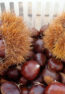 chestnuts-60845679fd1e3e954c7469032bd641cf8da98677-s800-c85