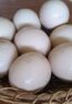 ostrich_eggs